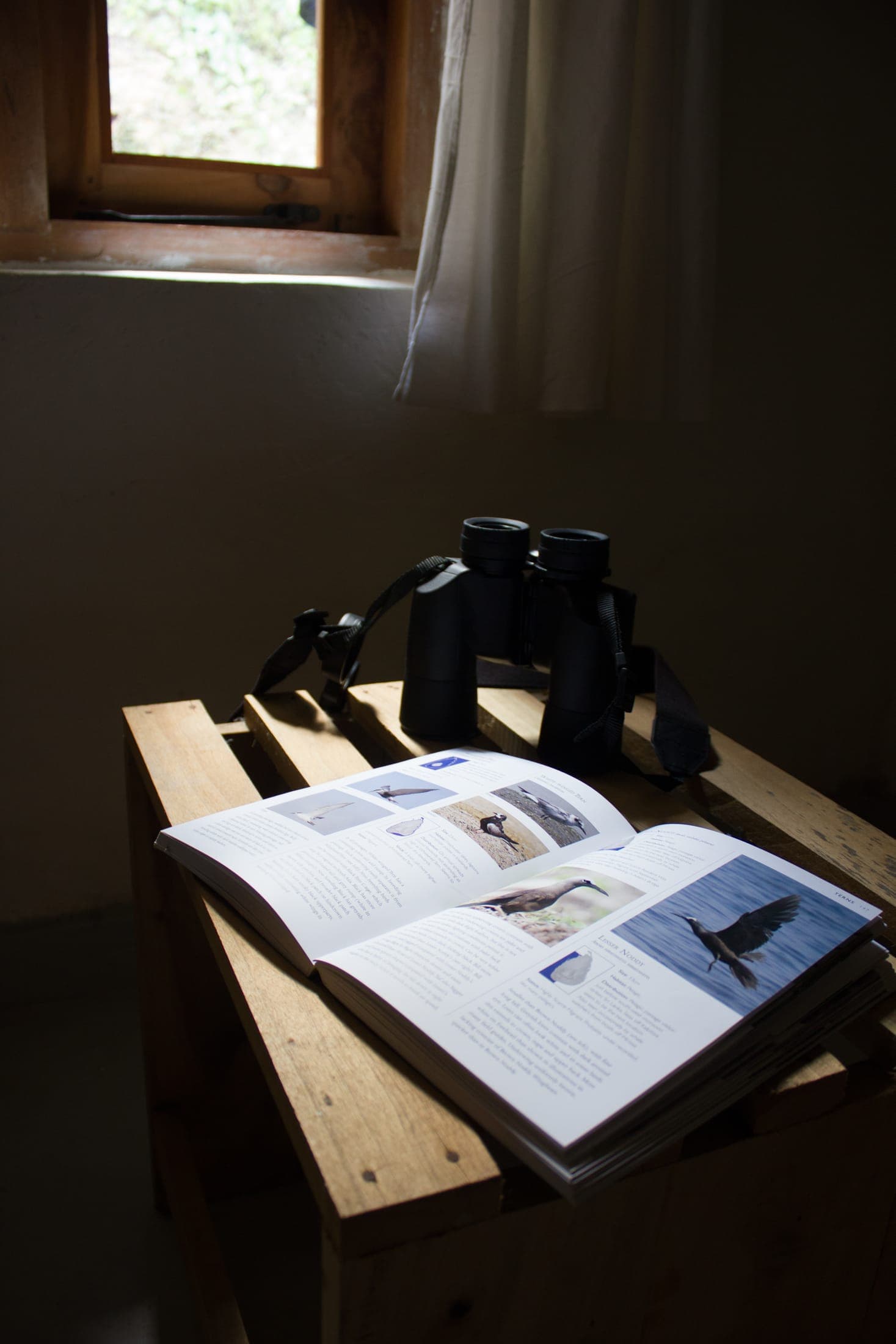 Binoculars resting on an open bird guide in the cottage