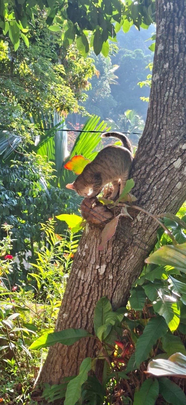 The house cat climbing a tree in the garden