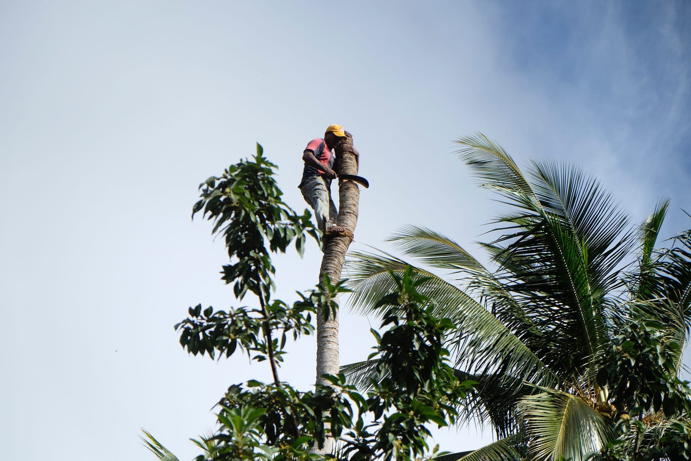 A neighbour high up a tree, safely taking down a leaning coconut palm