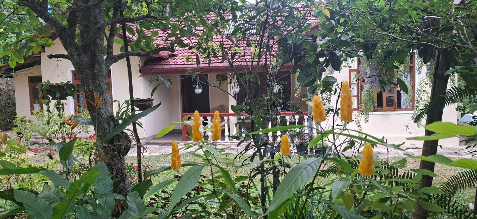 The front of the cottage seen through orange ginger flowers in the garden