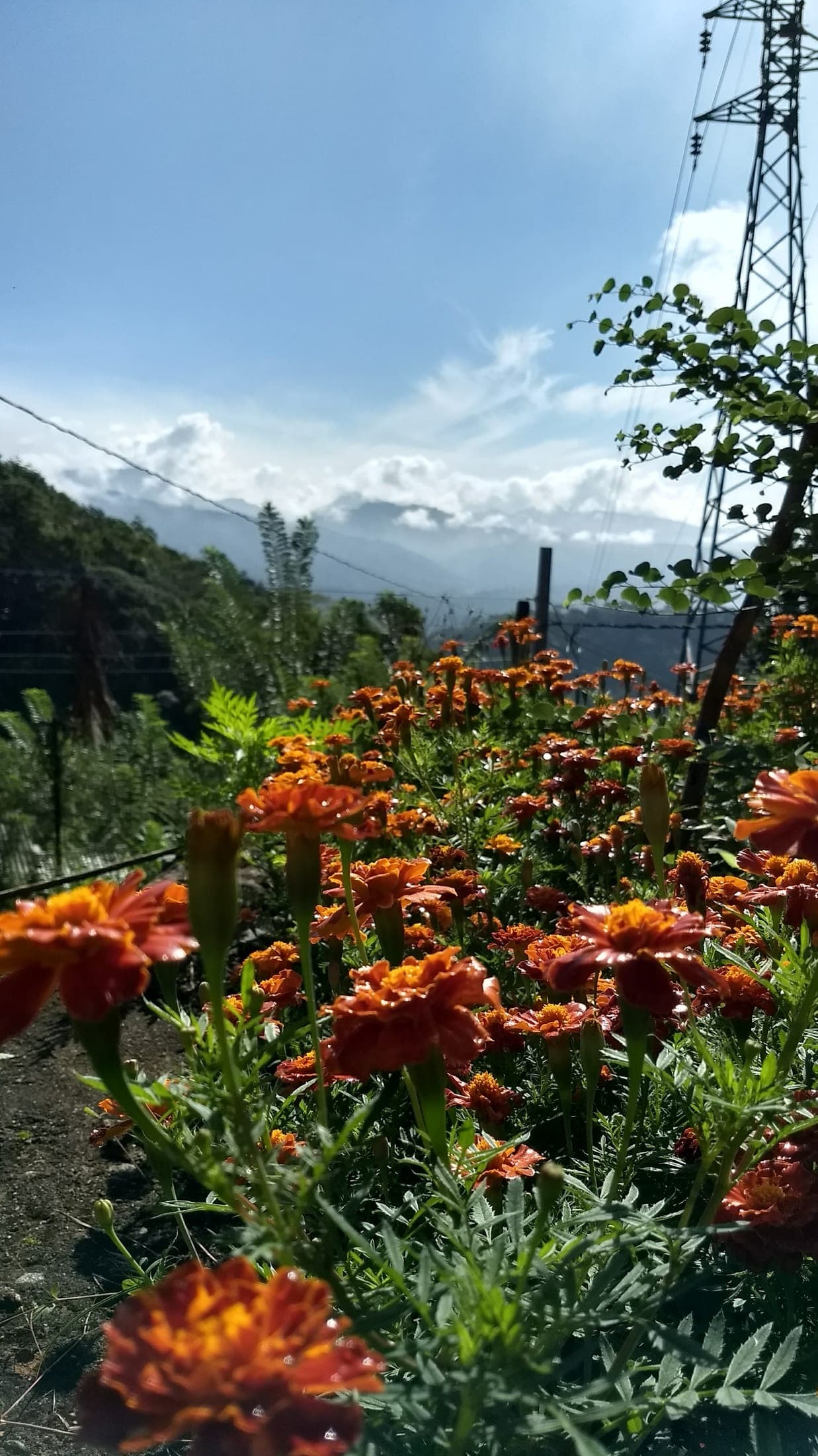 Orange marigolds in the garden with mountains behind