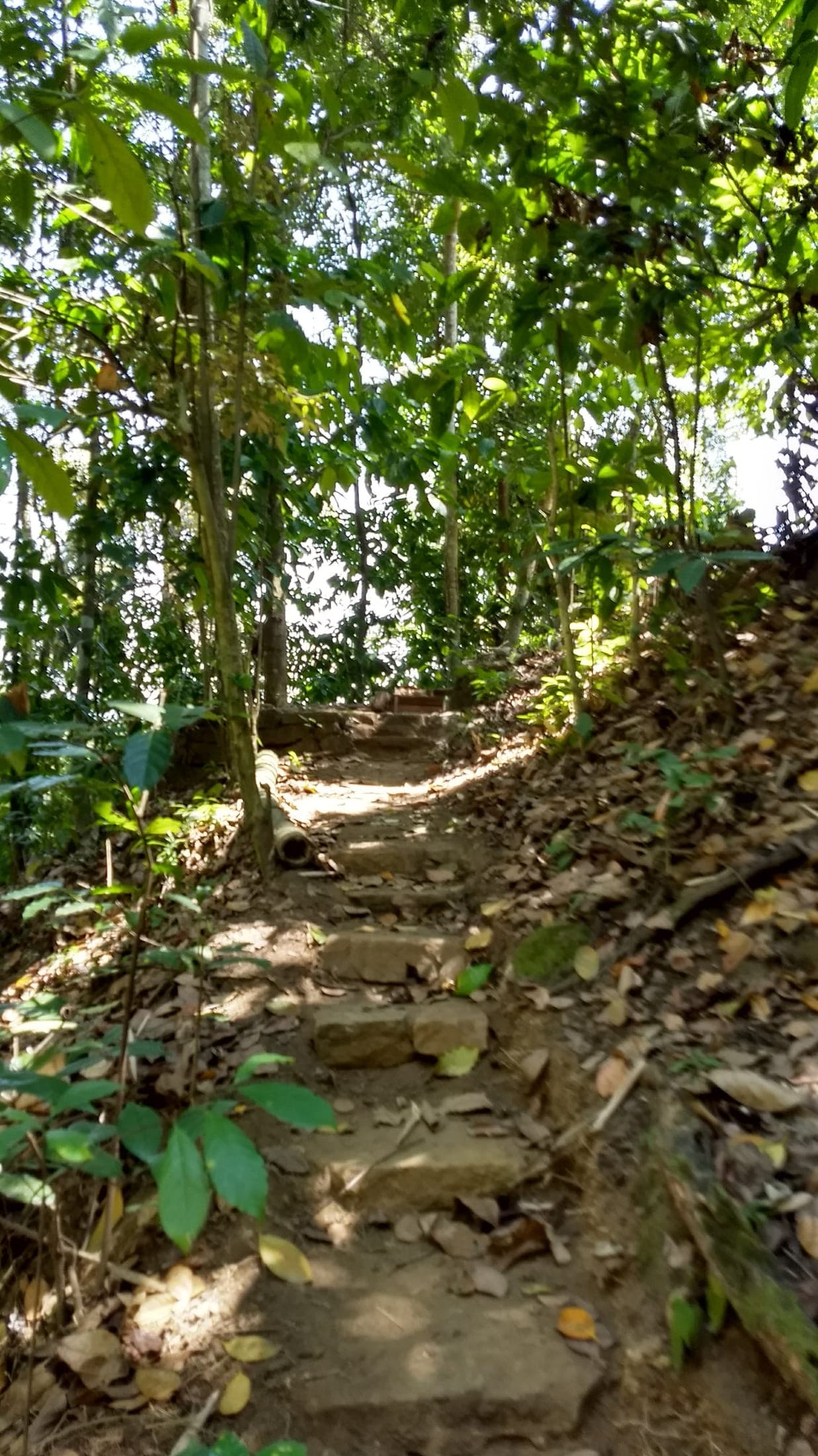 A shady forest path winding through the estate
