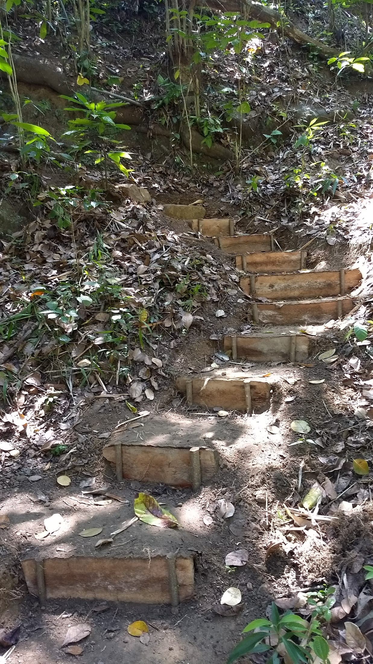 Wooden steps set into the hillside leading down through the garden