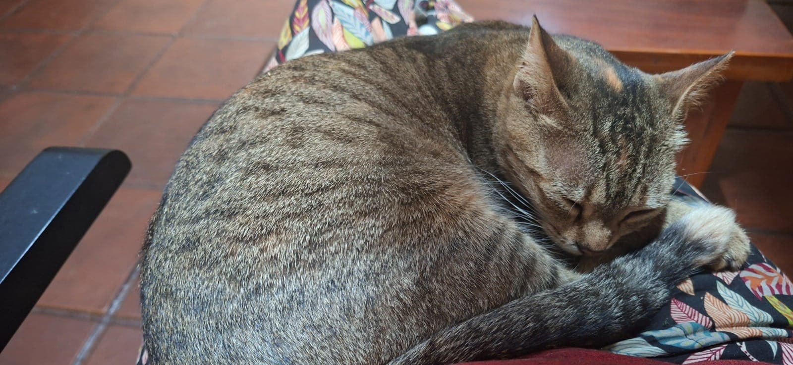 The cottage cat curled up asleep in a chair