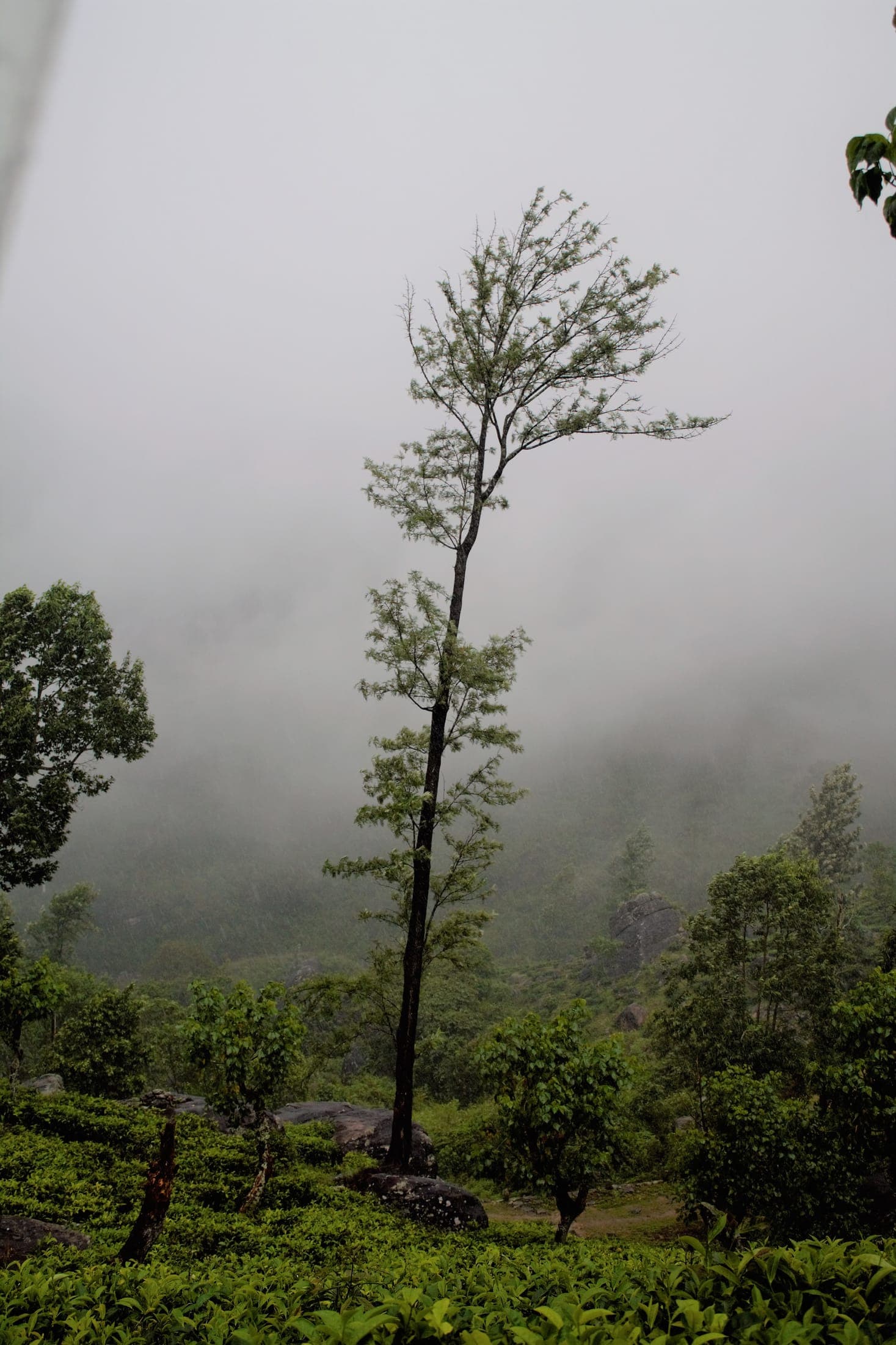 Tall trees fading into the mist in the Knuckles highlands