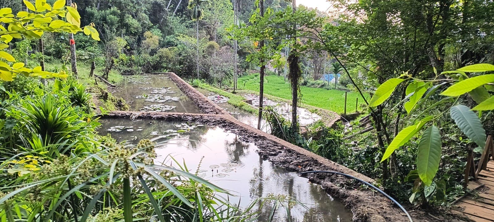 Stone-edged ponds with lilies, surrounded by palms and forest