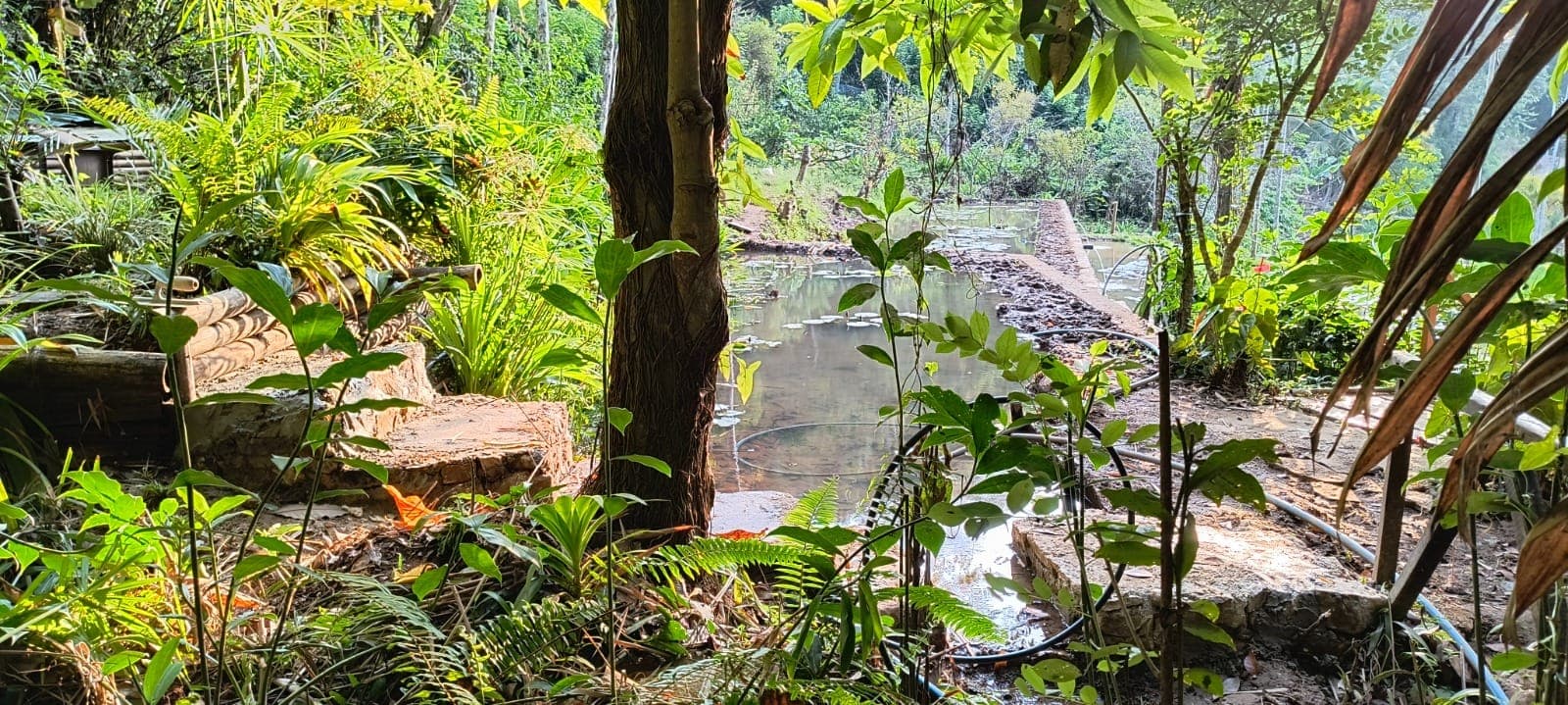 A quiet pond below the garden, fringed with ferns and banana plants