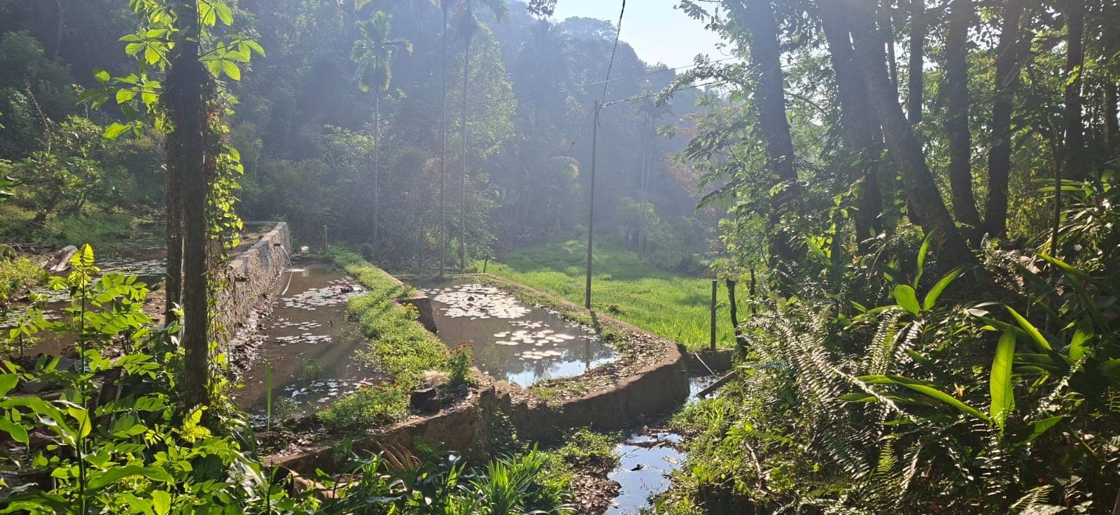 Morning mist over the lily ponds on the lower part of the estate
