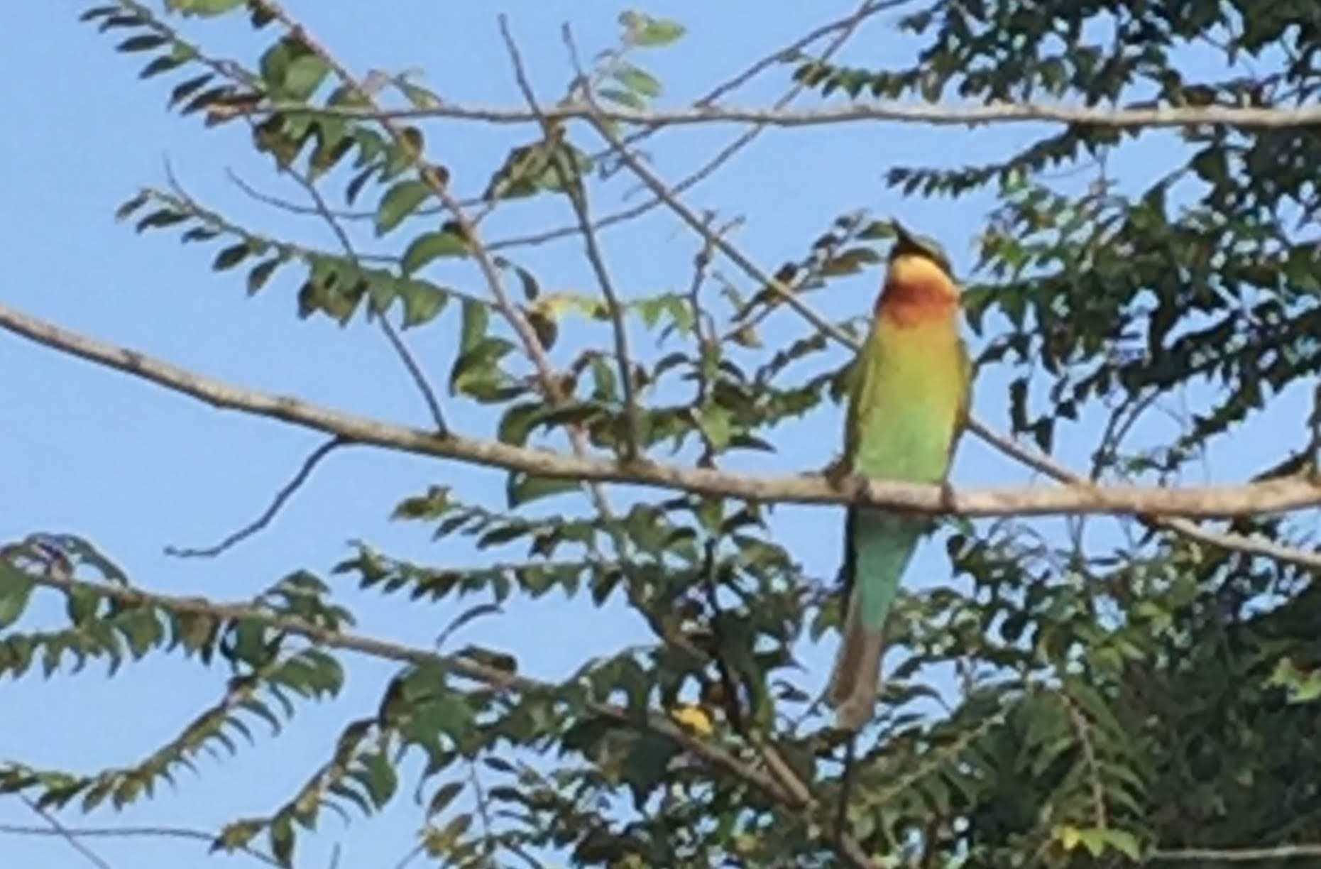 A green and chestnut bee-eater perched on a branch in the garden