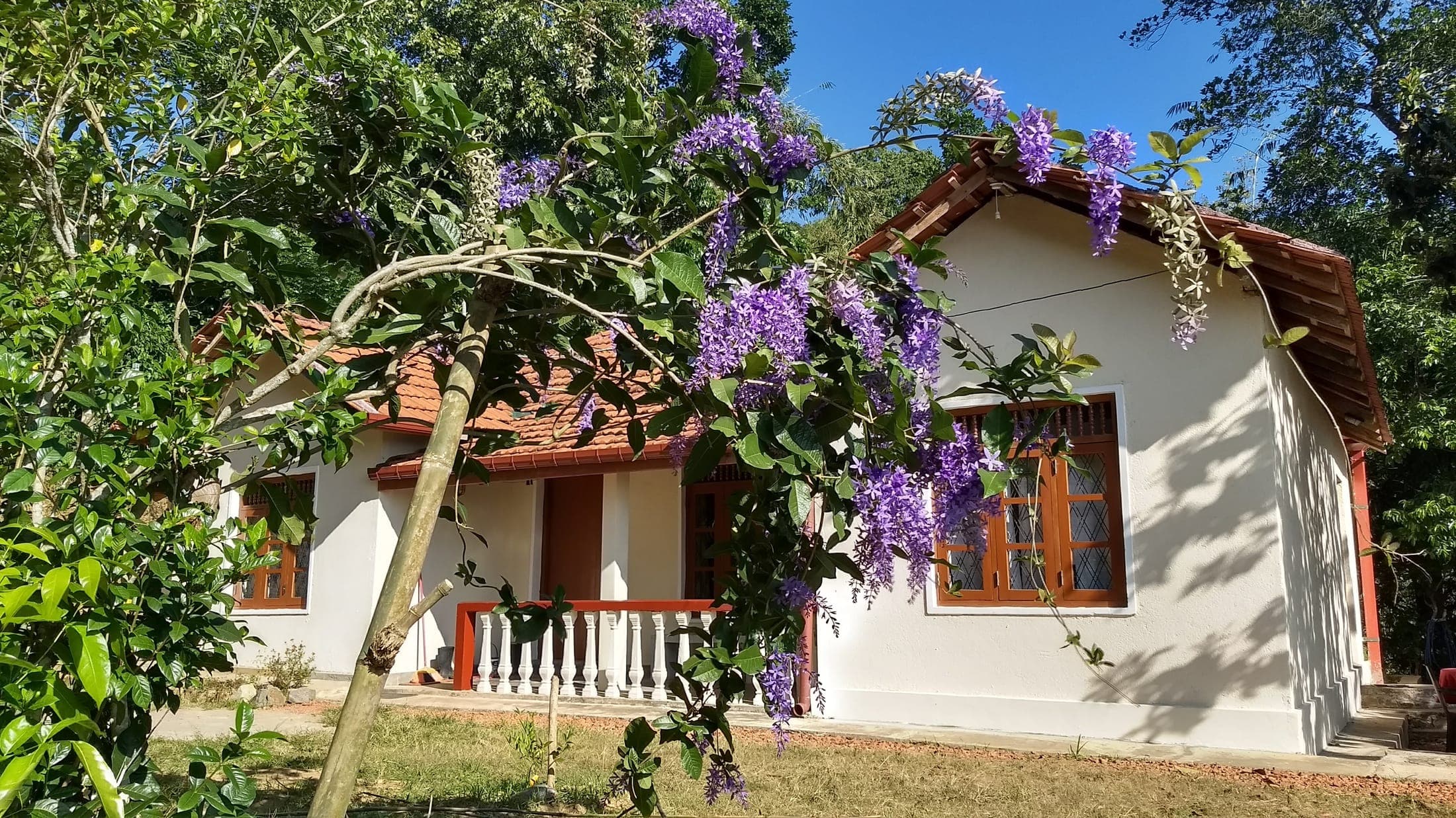 The Pepper Cottage: a white village house with a terracotta tile roof, framed by purple petrea flowers