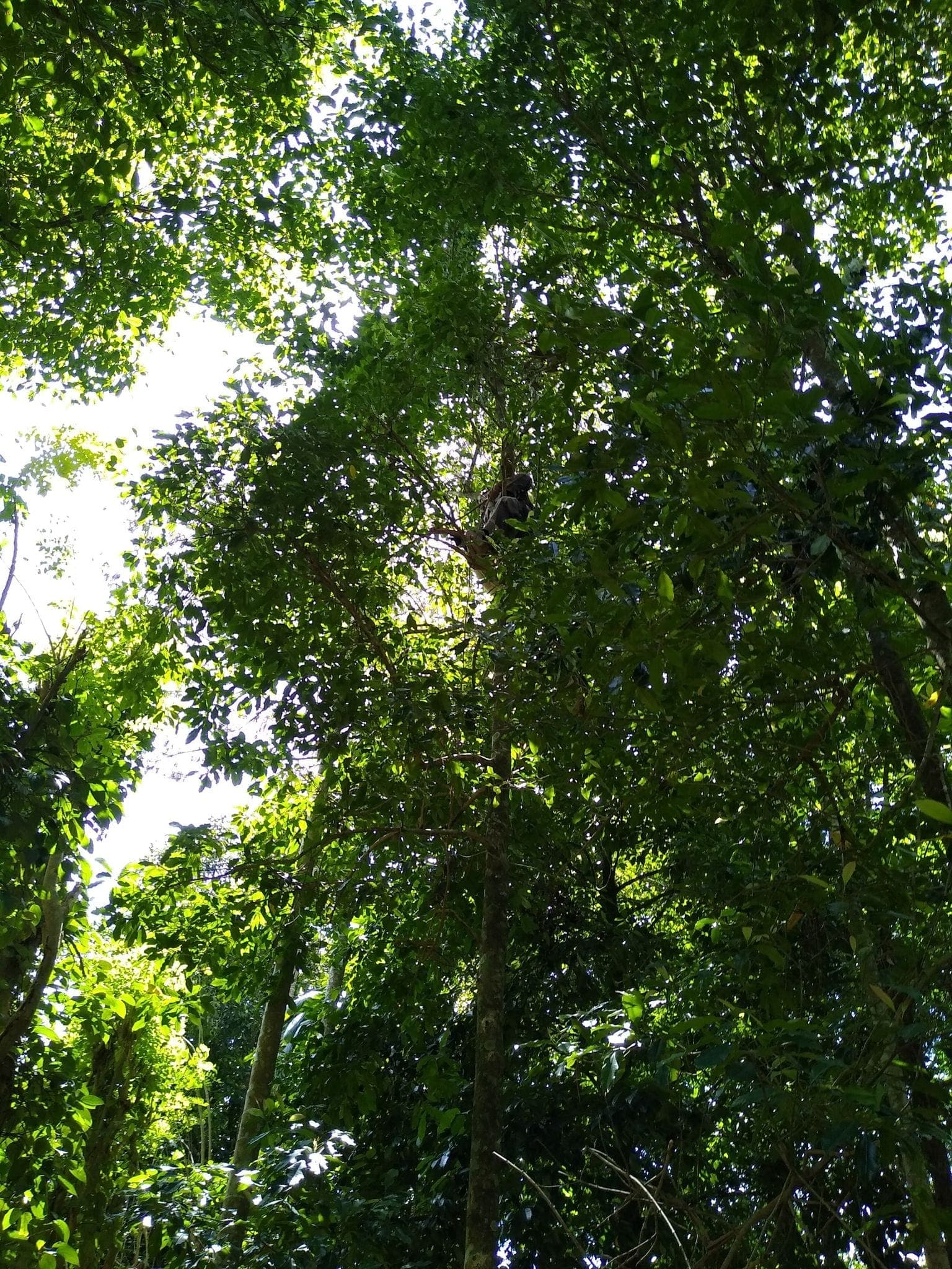 Looking up into the restored forest canopy on the Forest Healing Fund walk