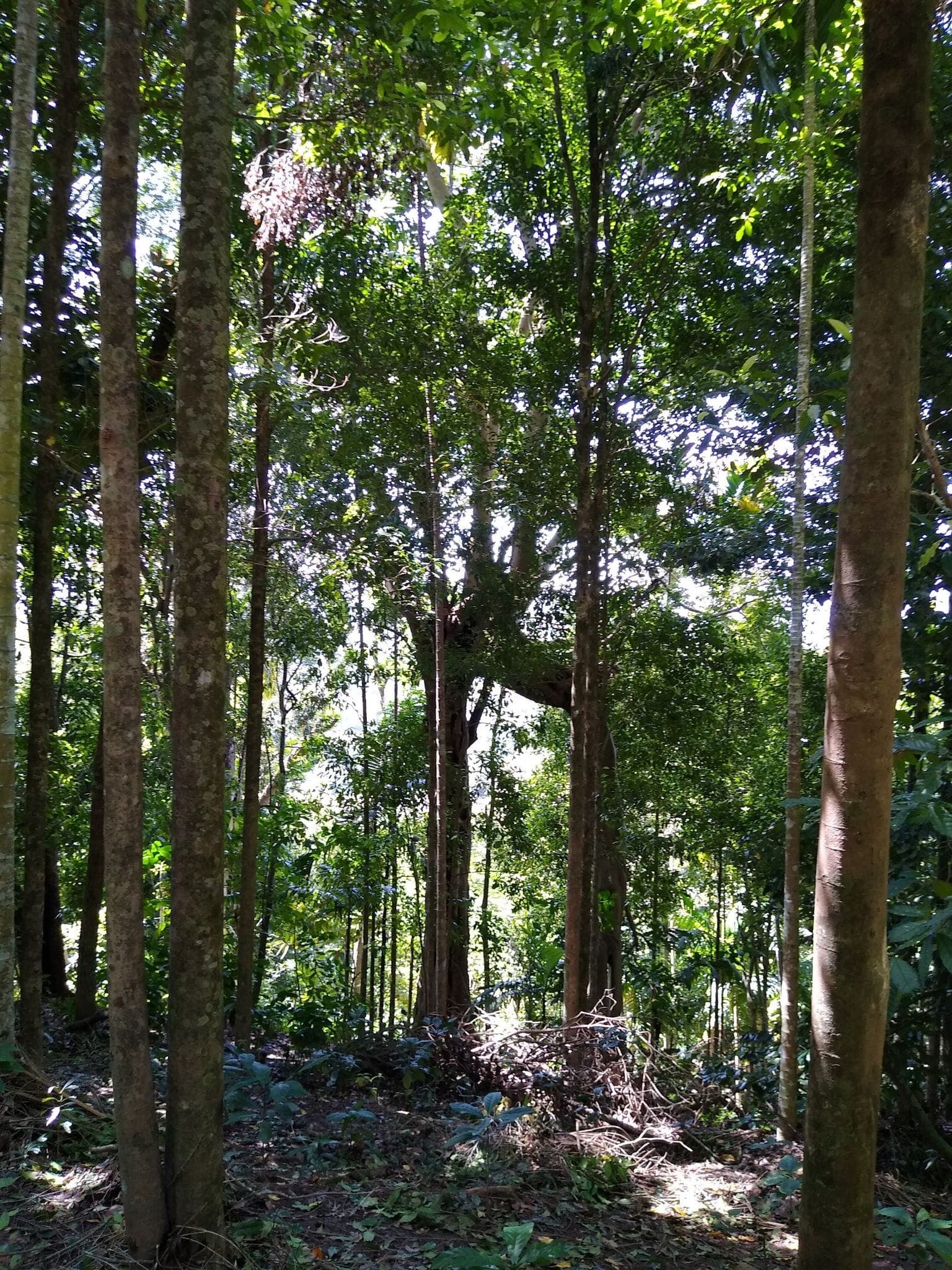 Young forest planted by the Forest Healing Fund, now tall enough to shade the trail