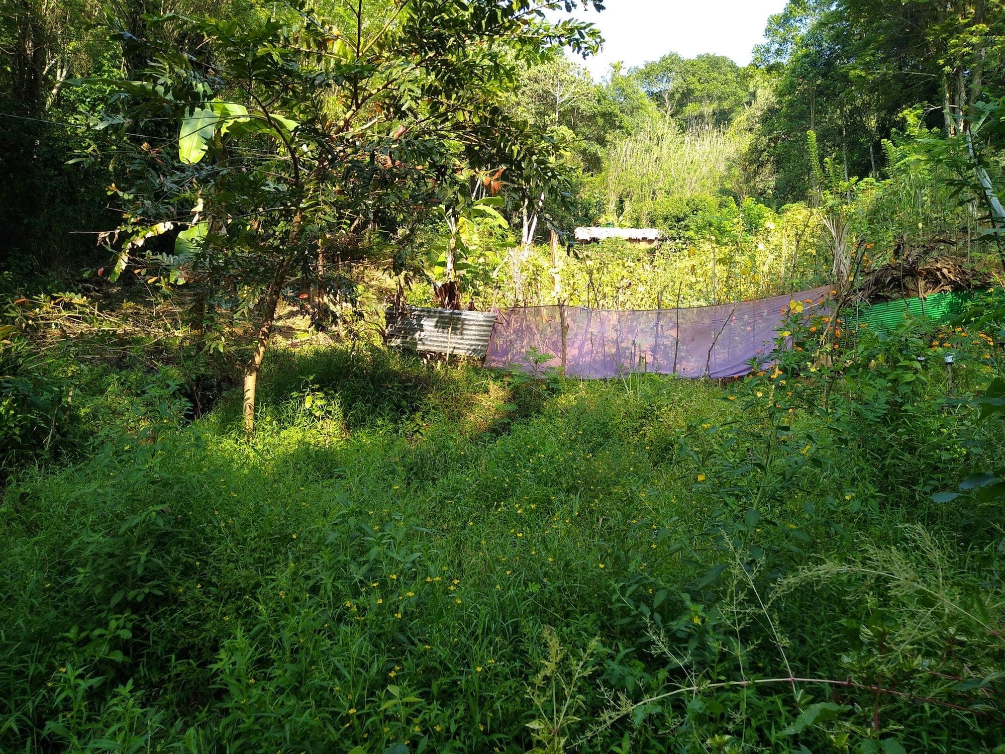 A green clearing on the forest walk towards Bulu-land