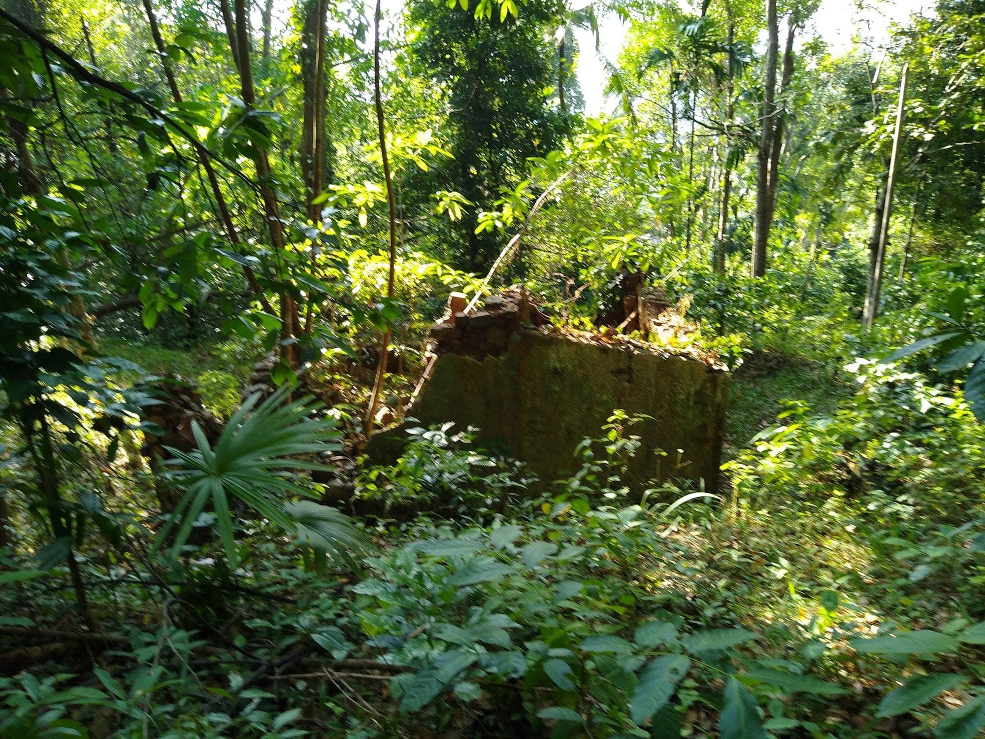 An old moss-covered wall in the forest along the Bulu-land path