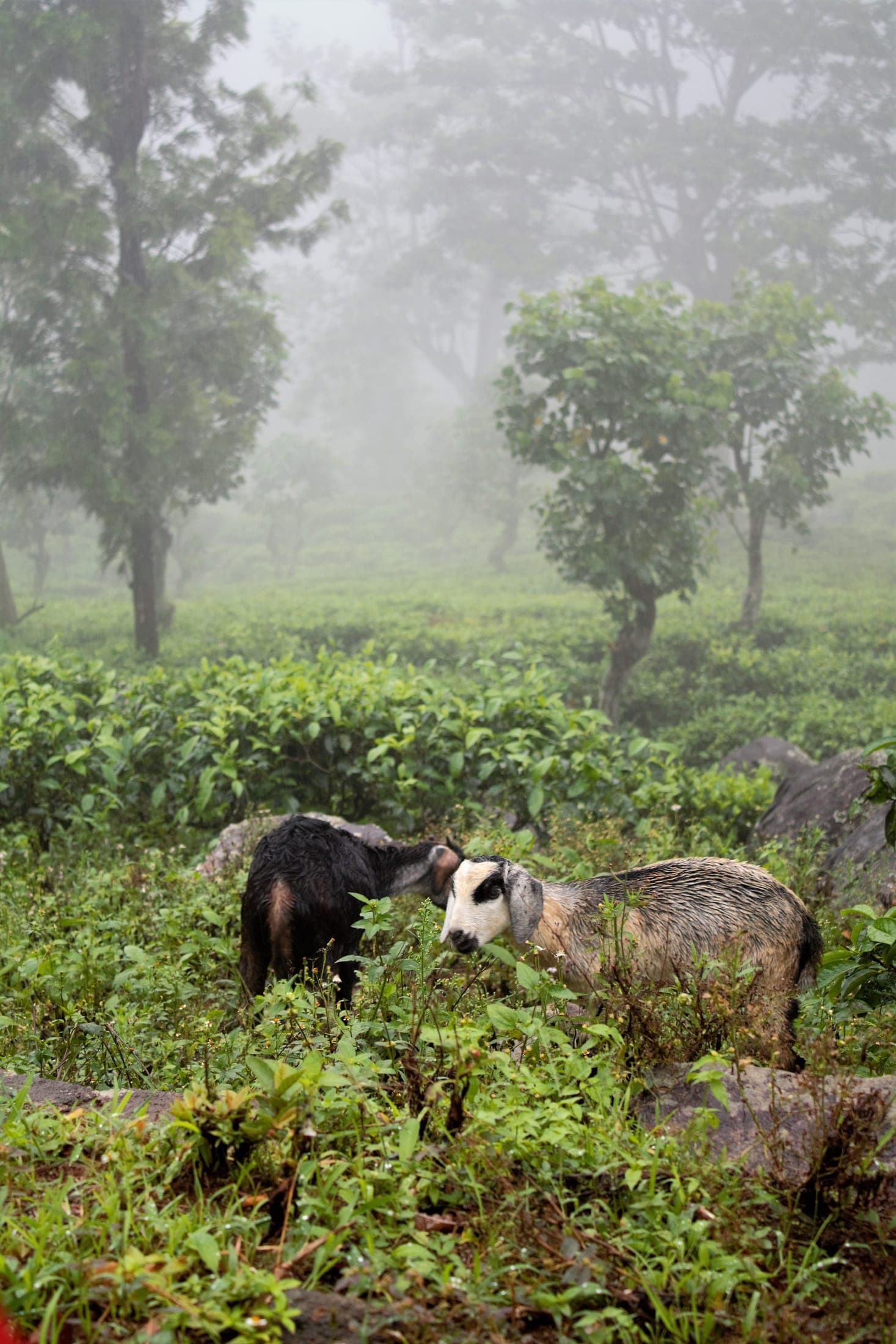 Goats grazing between tea bushes in the misty Knuckles foothills