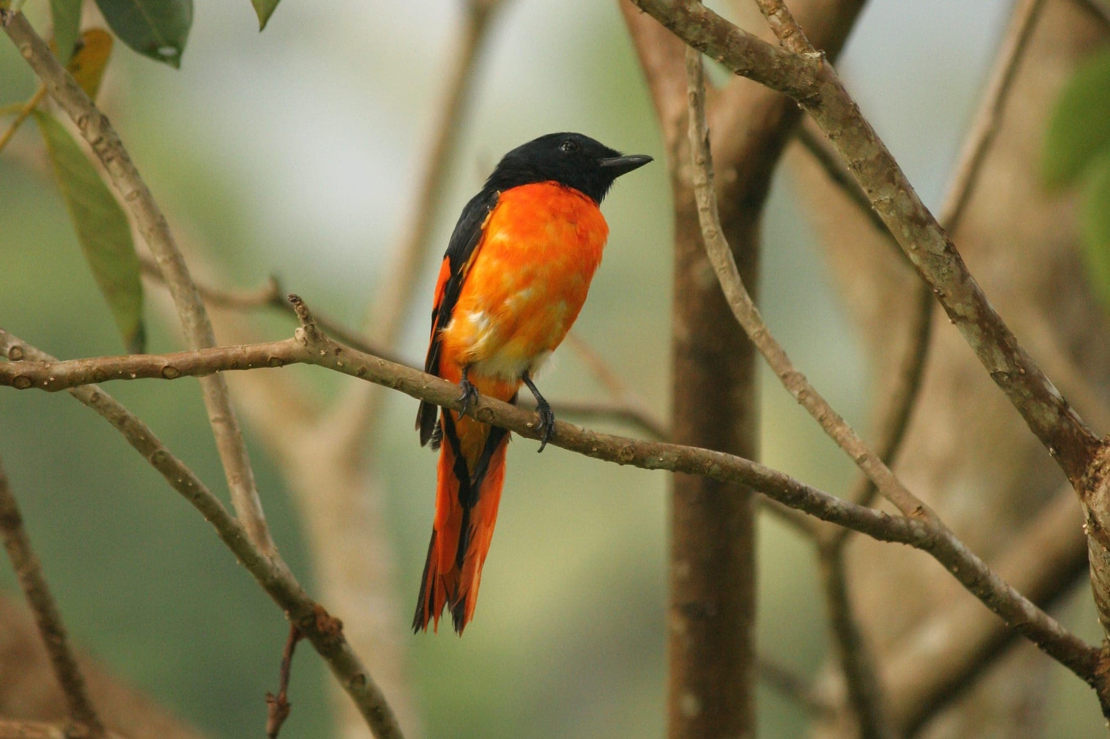 A bright orange minivet on a branch, one of the birds seen around the cottage