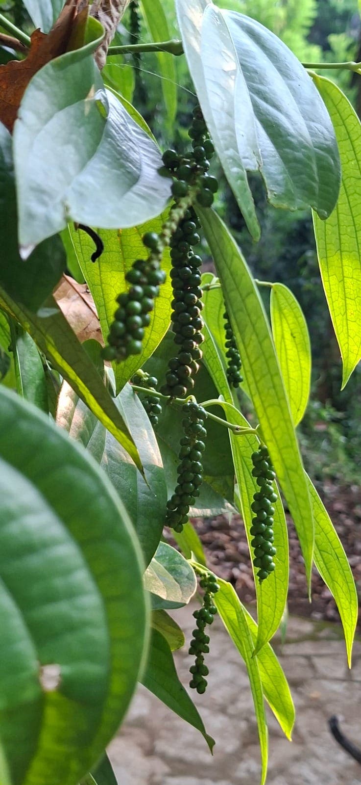 Strings of green peppercorns ripening on a vine in our pepper garden