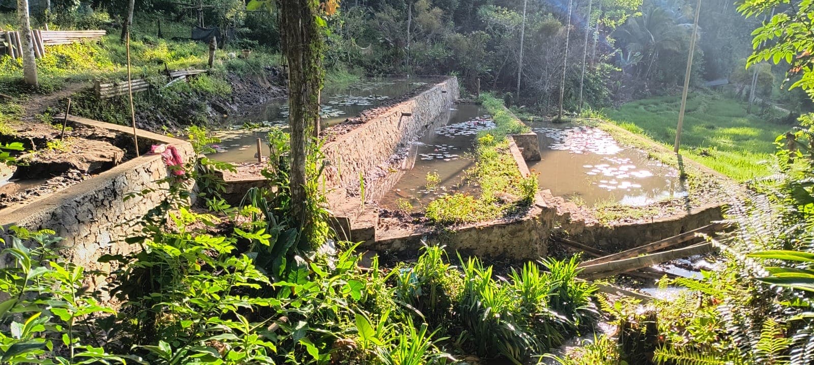 The terraced ponds and old paddy field seen from the garden path