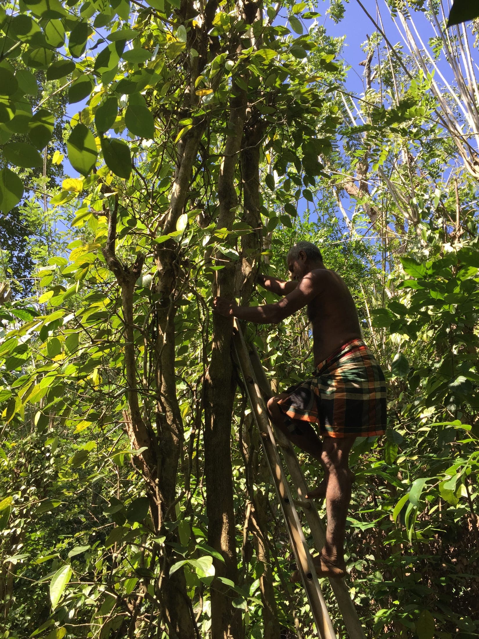 Seena climbing a support tree to tend the pepper plants