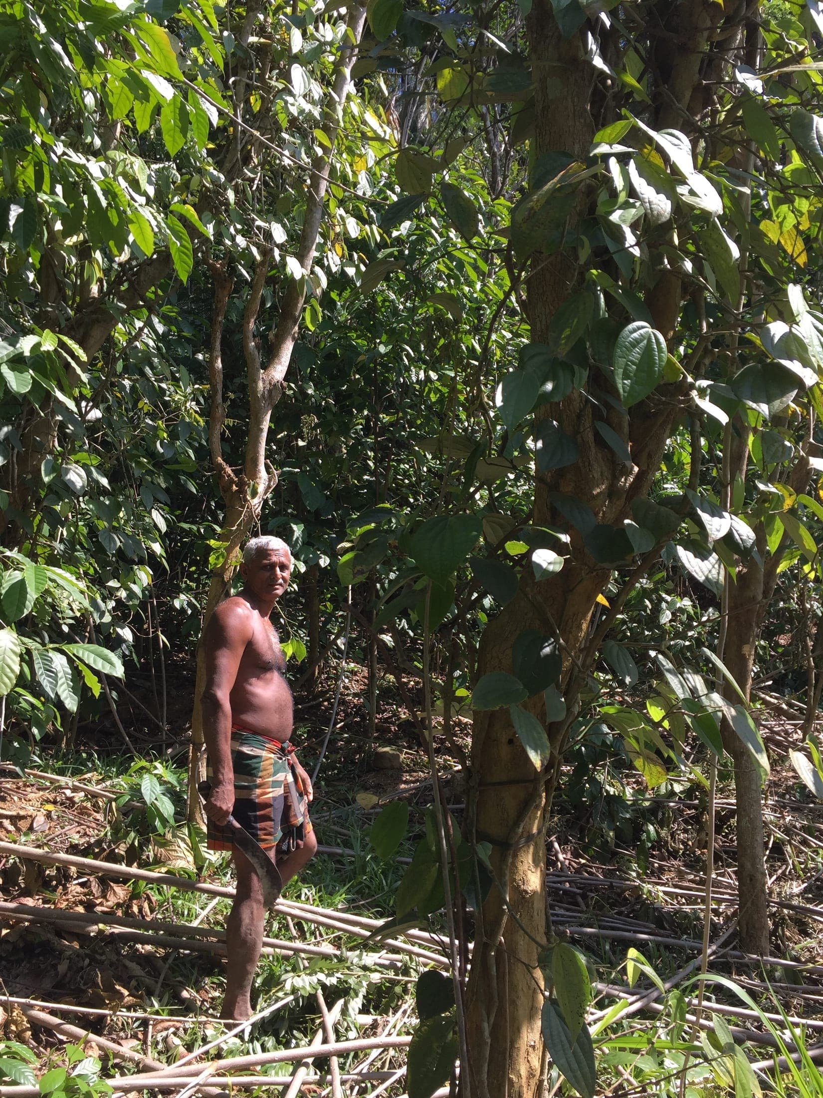 Seena, the farmer who looks after the estate, standing among the pepper vines