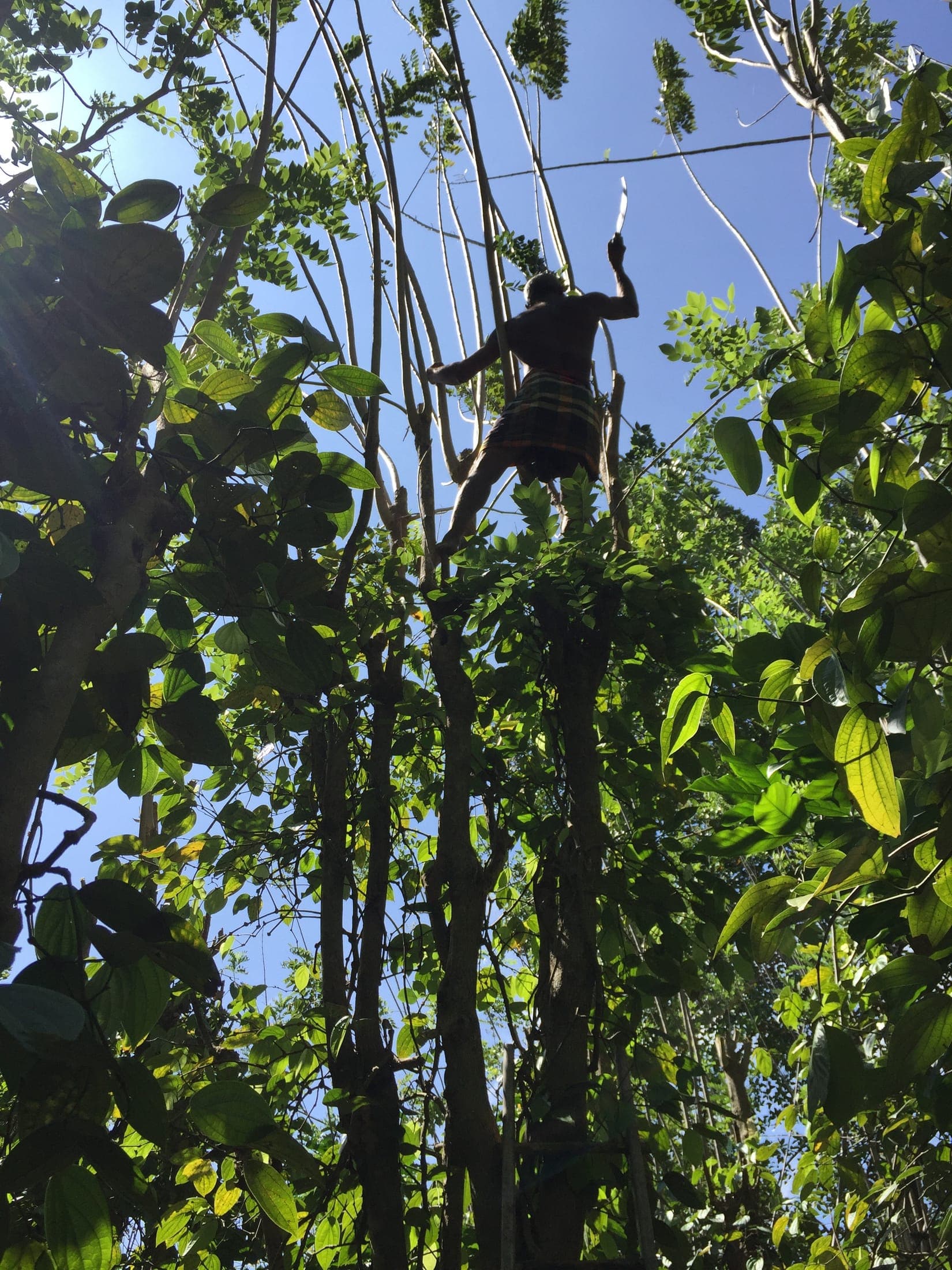 Seena high in a gliricidia tree, pruning it to let light reach the pepper