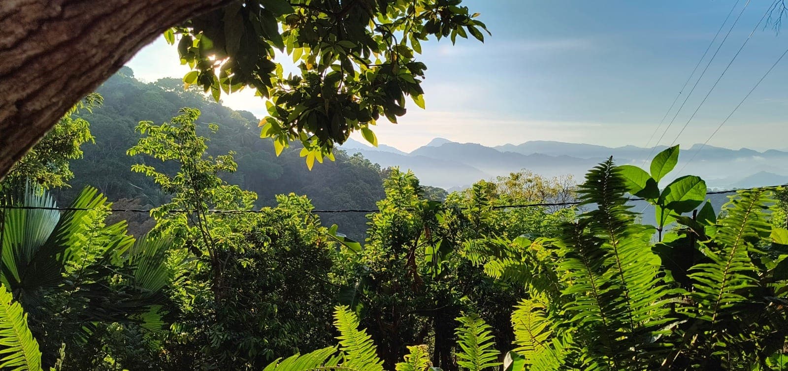 Layered blue hills and the valley at dawn, framed by trees on the estate
