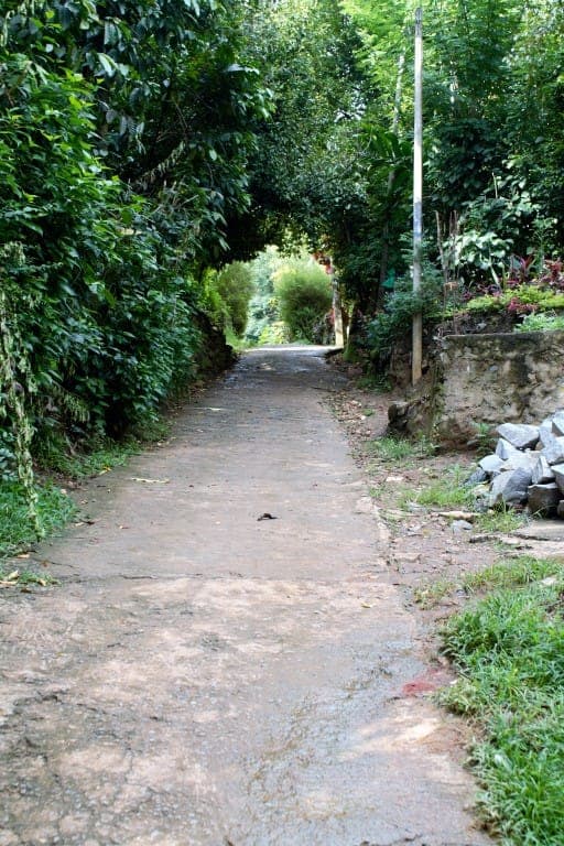 A quiet concrete lane through the village gardens